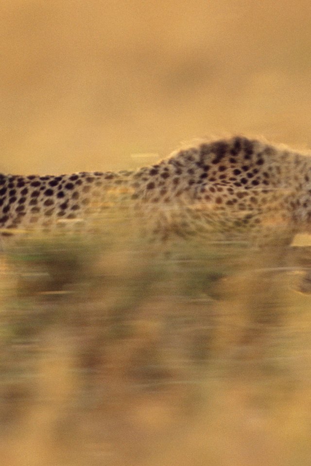 Обои бег, гепард, стремительный, running, cheetah, rapid разрешение 1920x1080 Загрузить