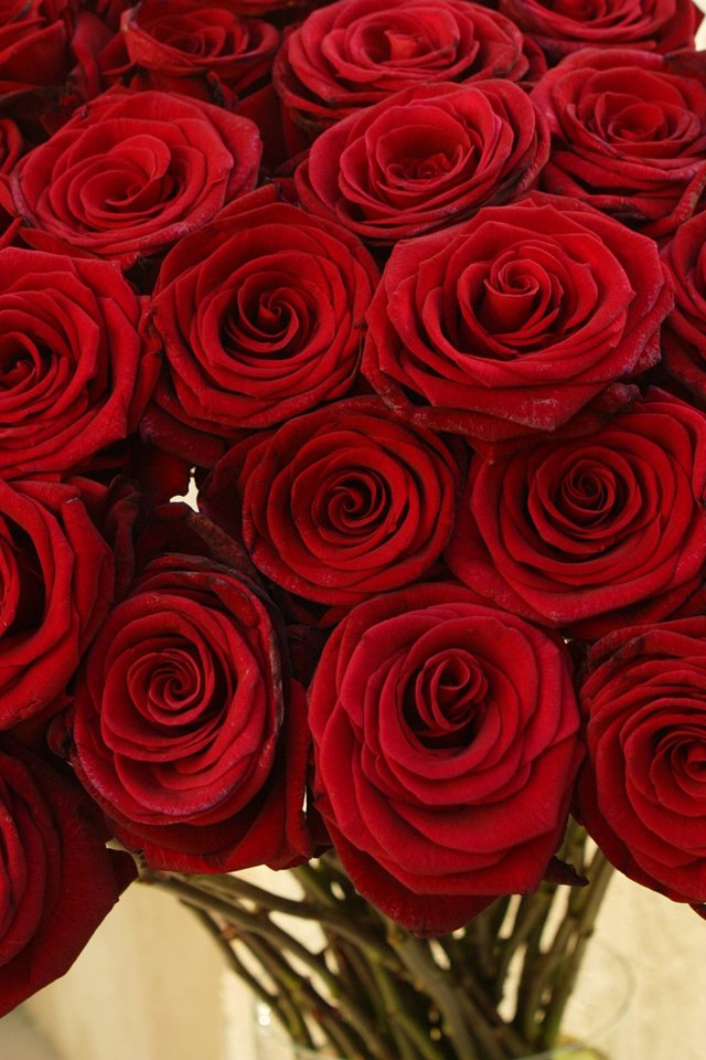 Обои цветы, розы, красные, букет, flowers, roses, red, bouquet разрешение 1920x1080 Загрузить
