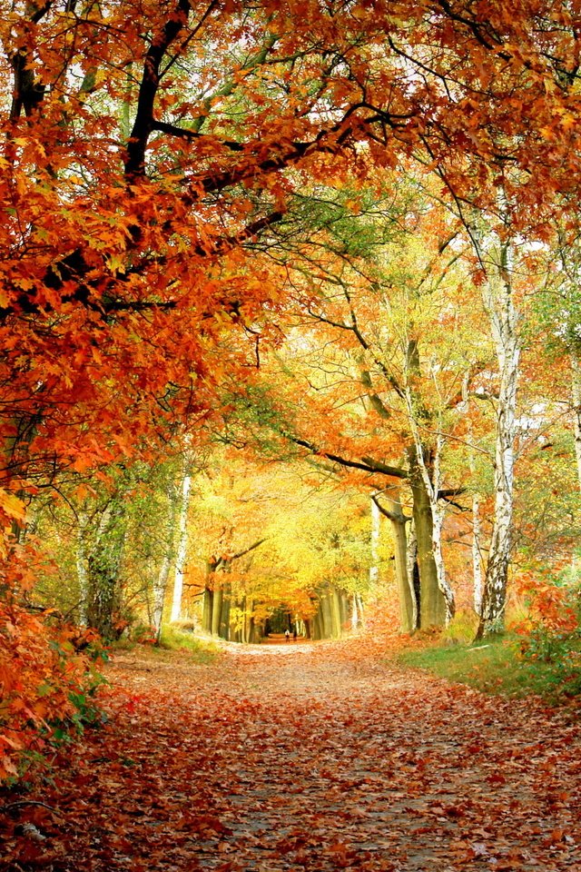 Обои деревья, листья, парк, березы, осень, тропинка, дуб, trees, leaves, park, birch, autumn, path, oak разрешение 2560x1600 Загрузить