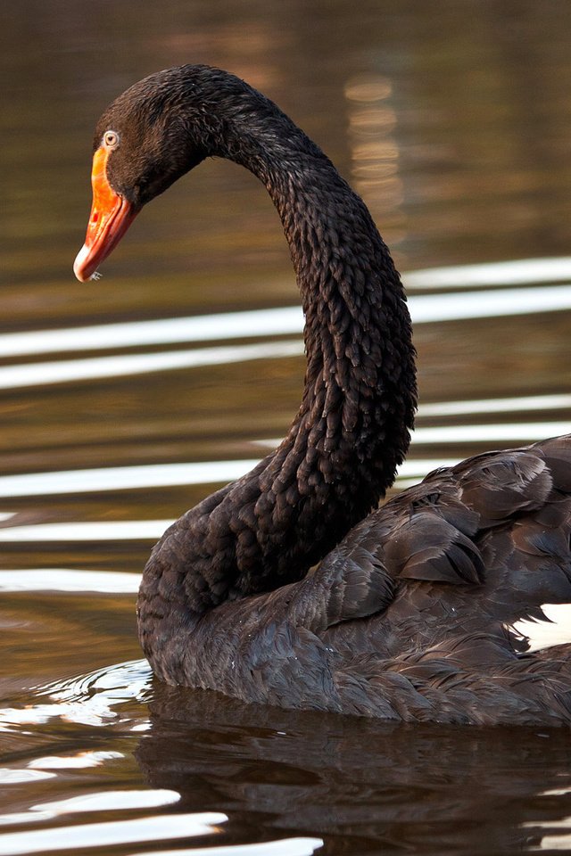 Обои озеро, птица, лебедь, черный лебедь, lake, bird, swan, black swan разрешение 1920x1080 Загрузить