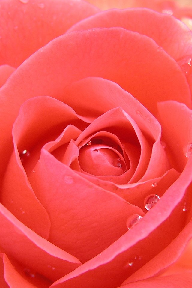 Обои роза, rose разрешение 1920x1200 Загрузить
