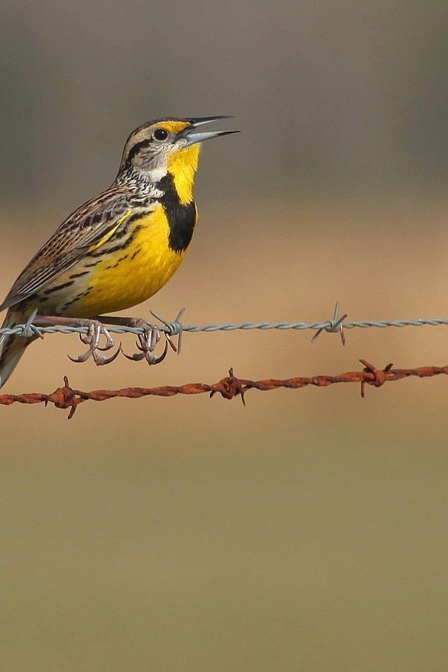 Обои природа, забор, птицы, колючая проволока, щегол, птаха, nature, the fence, birds, barbed wire, goldfinch, bird разрешение 1920x1200 Загрузить