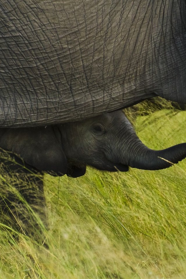 Обои трава, африка, слоны, слоненок, национальный парк чобе, ботсвана, grass, africa, elephants, elephant, chobe national park, botswana разрешение 1920x1080 Загрузить