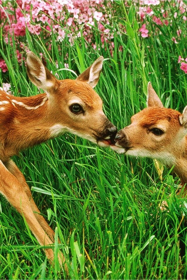 Обои цветы, трава, луг, олени, поцелуй, бэмби, flowers, grass, meadow, deer, kiss, bambi разрешение 1920x1200 Загрузить