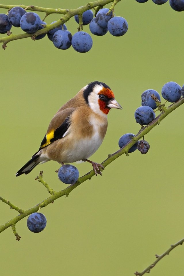 Обои природа, ветки, птицы, ягоды, птичка, щегол, nature, branches, birds, berries, bird, goldfinch разрешение 1920x1080 Загрузить