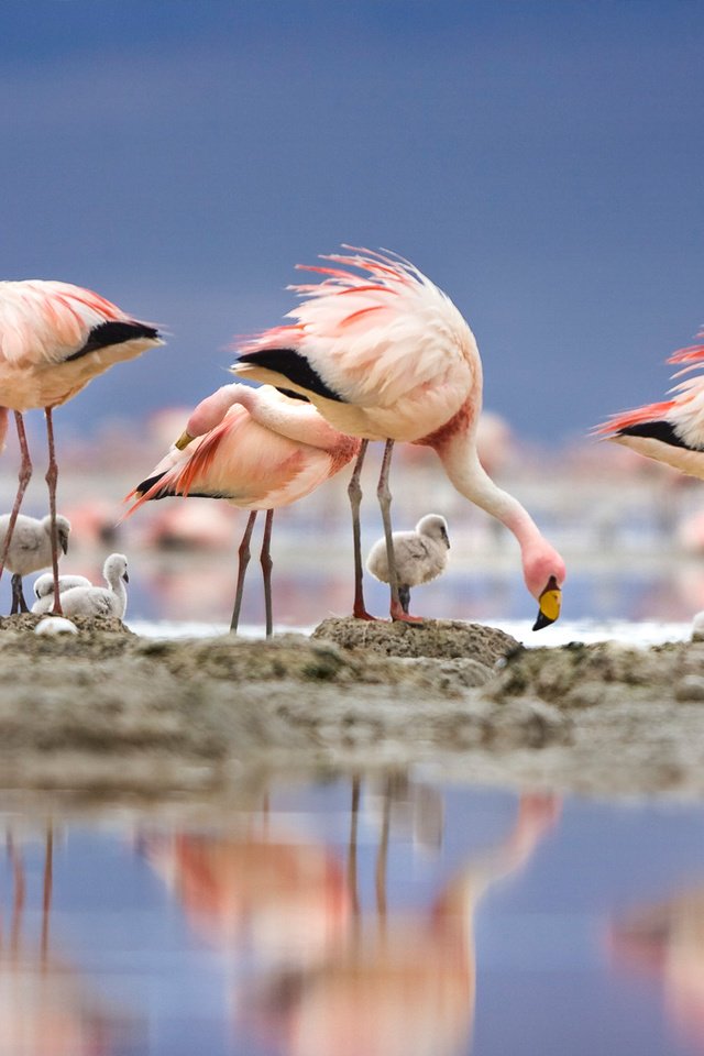 Обои озеро, отражение, фламинго, птицы, перья, птенцы, lake, reflection, flamingo, birds, feathers, chicks разрешение 1920x1200 Загрузить