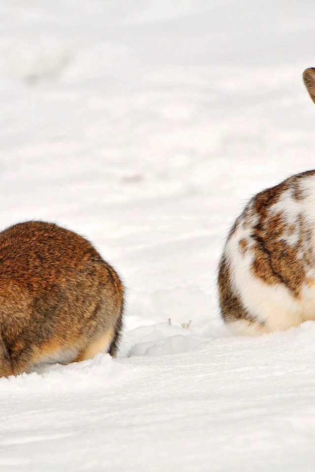 Обои снег, зима, животные, кролики, snow, winter, animals, rabbits разрешение 1920x1098 Загрузить