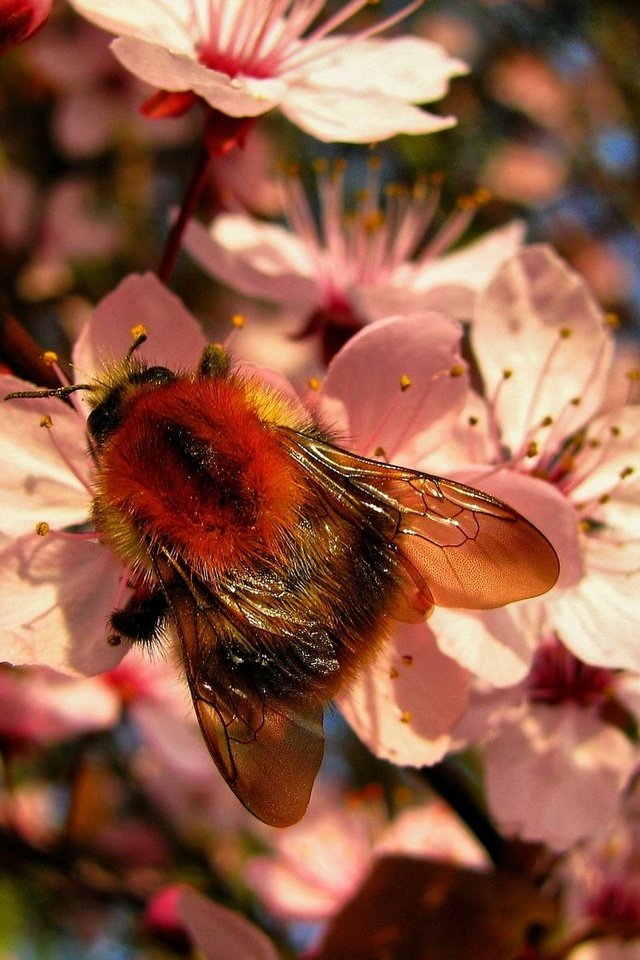 Обои цветы, насекомое, весна, пчела, шмель, flowers, insect, spring, bee, bumblebee разрешение 1920x1200 Загрузить
