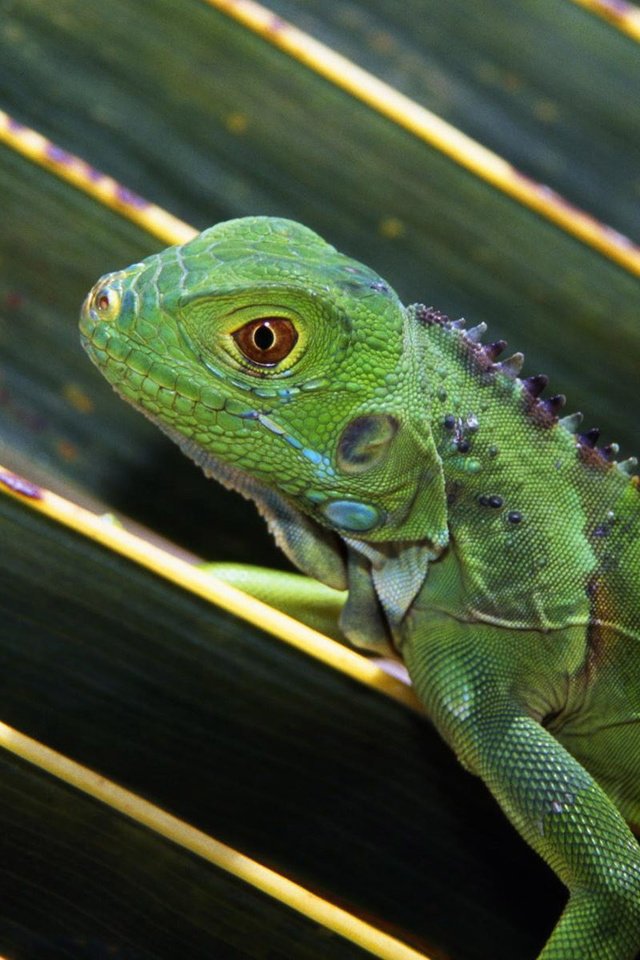 Обои природа, макро, ящерица, зеленая, ящерка, игуана, nature, macro, lizard, green, iguana разрешение 1920x1200 Загрузить