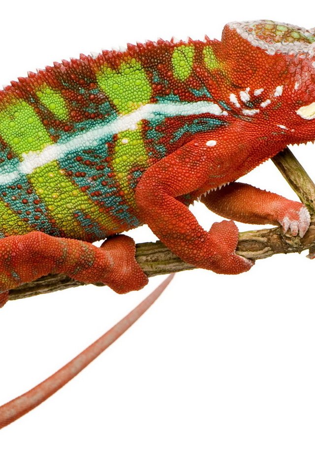 Обои ветка, ящерица, белый фон, хамелеон, branch, lizard, white background, chameleon разрешение 1920x1200 Загрузить