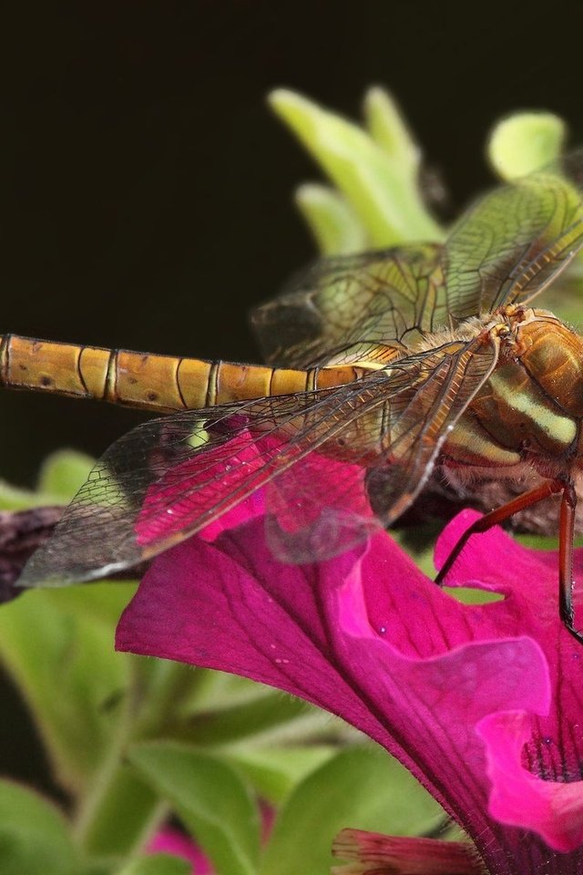 Обои цветы, макро, насекомое, стрекоза, красивая стрекоза, flowers, macro, insect, dragonfly, beautiful dragonfly разрешение 1920x1200 Загрузить