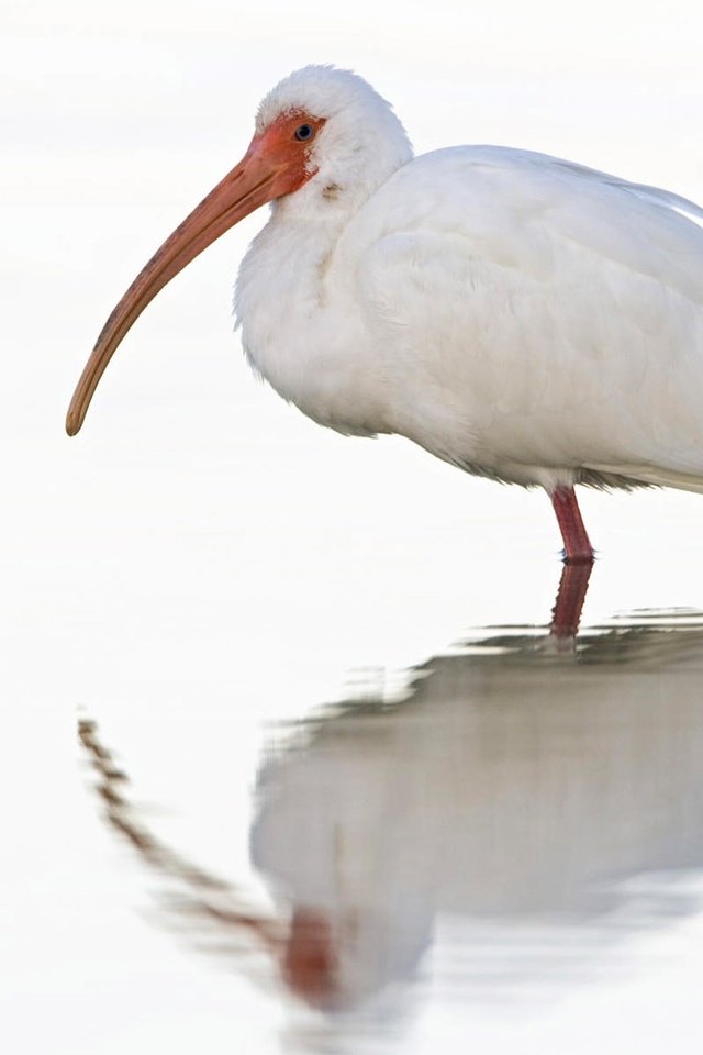 Обои отражение, белый, птица, клюв, птица в воде, ибис, reflection, white, bird, beak, the bird in the water, ibis разрешение 1920x1200 Загрузить