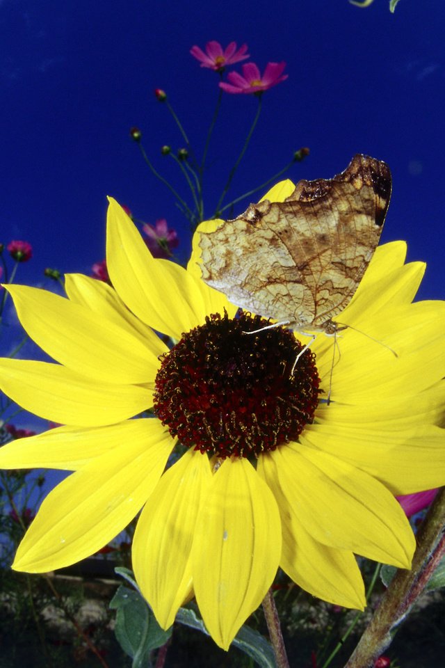 Обои цветок, бабочка, подсолнух, флора, бабочка на подсолнухе, flower, butterfly, sunflower, flora, butterfly on a sunflower разрешение 1920x1200 Загрузить