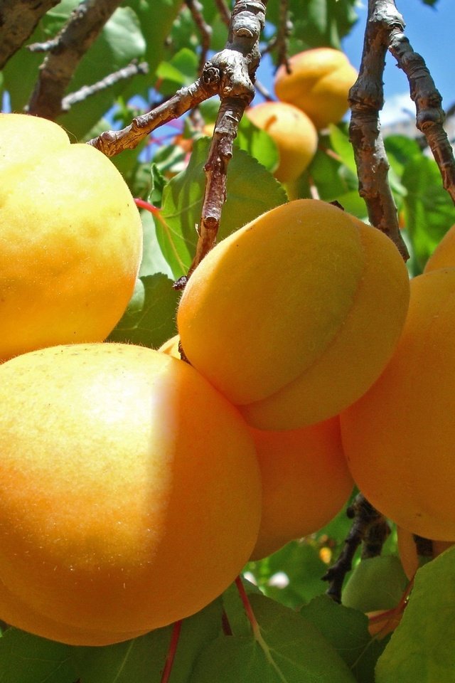 Обои ветка, фрукты, урожай, абрикосы, спелые, абрикосы на веточке, branch, fruit, harvest, apricots, ripe, apricots on a branch разрешение 1920x1409 Загрузить