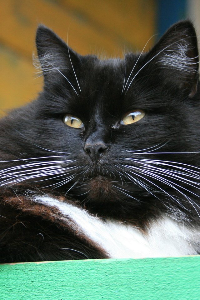 Обои кот, кошка, взгляд, черно-белая, усище, cat, look, black and white, kind of mustache разрешение 1920x1280 Загрузить