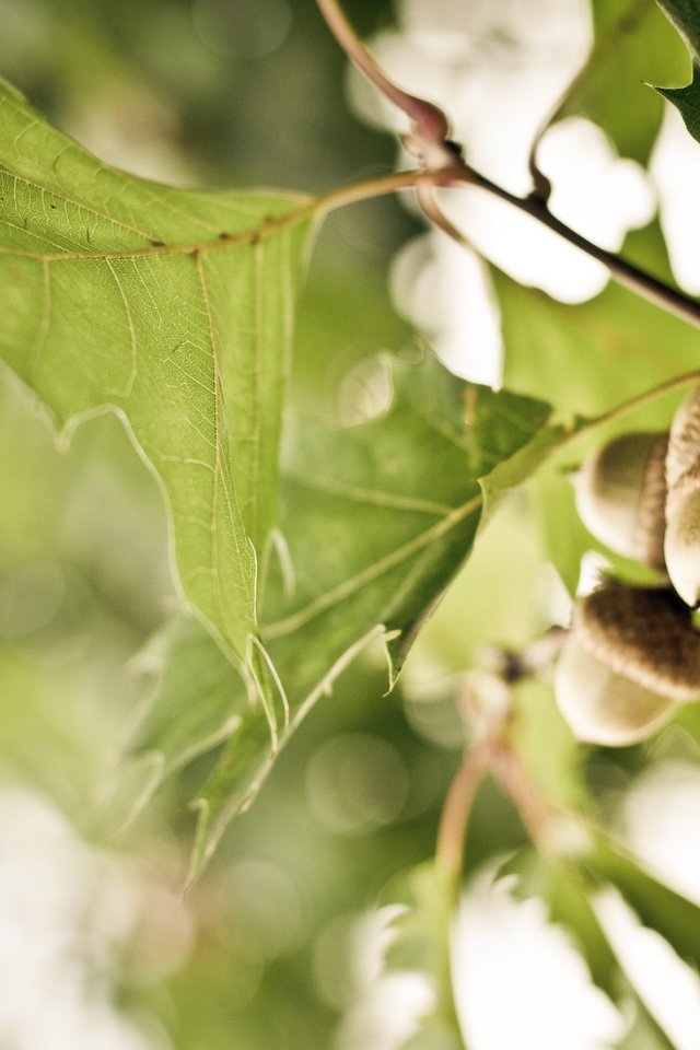 Обои ветка, дерево, листья, дуб, жёлуди, branch, tree, leaves, oak, acorns разрешение 1920x1275 Загрузить