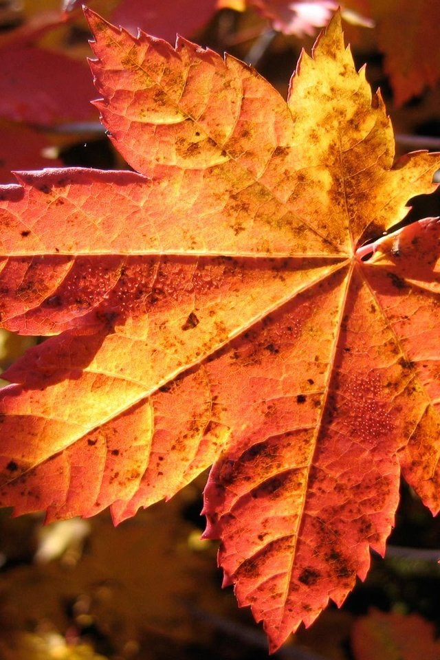 Обои ветка, природа, листья, макро, осень, клен, branch, nature, leaves, macro, autumn, maple разрешение 1920x1200 Загрузить