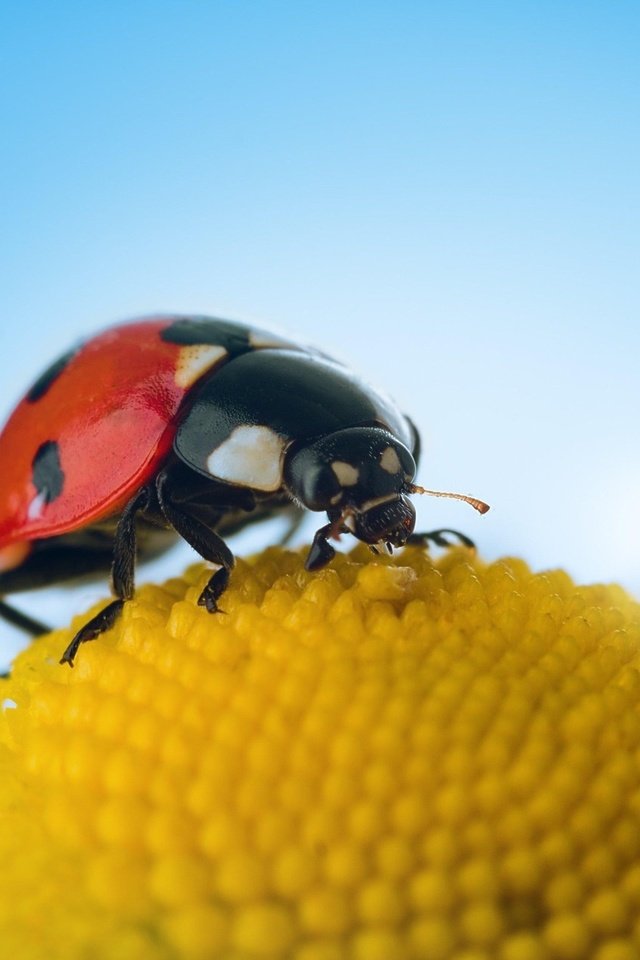 Обои небо, макро, цветок, насекомые, божья коровка, the sky, macro, flower, insects, ladybug разрешение 1920x1280 Загрузить