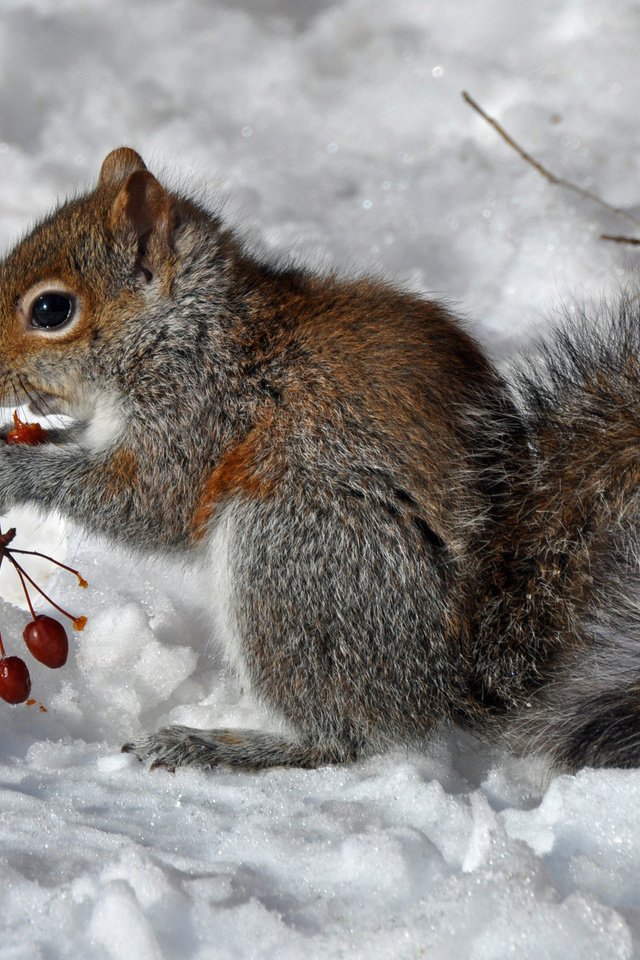 Обои снег, зима, ягоды, животное, белка, зверек, белочка, грызун, snow, winter, berries, animal, protein, squirrel, rodent разрешение 1920x1291 Загрузить