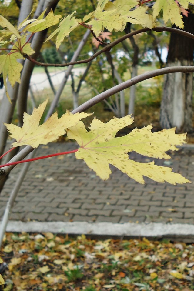 Обои осень, желтые листья, пасмурный день, autumn, yellow leaves, cloudy day разрешение 2560x1600 Загрузить