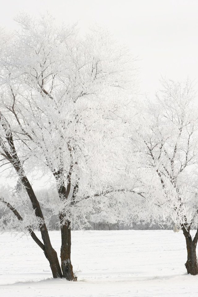 Обои снег, дерево, зима, snow, tree, winter разрешение 1920x1200 Загрузить