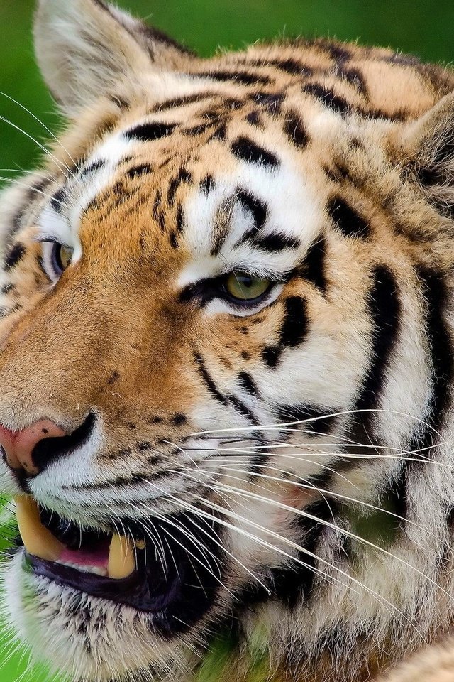 Обои тигр, морда, полоски, усы, смотрит, хищник, отдых, серьёзный тигр, tiger, face, strips, mustache, looks, predator, stay, serious tiger разрешение 1920x1200 Загрузить