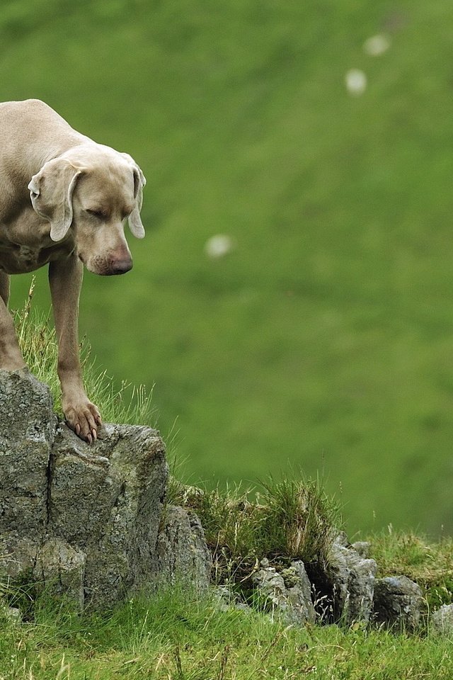 Обои веймаранер, the weimaraner разрешение 1920x1200 Загрузить