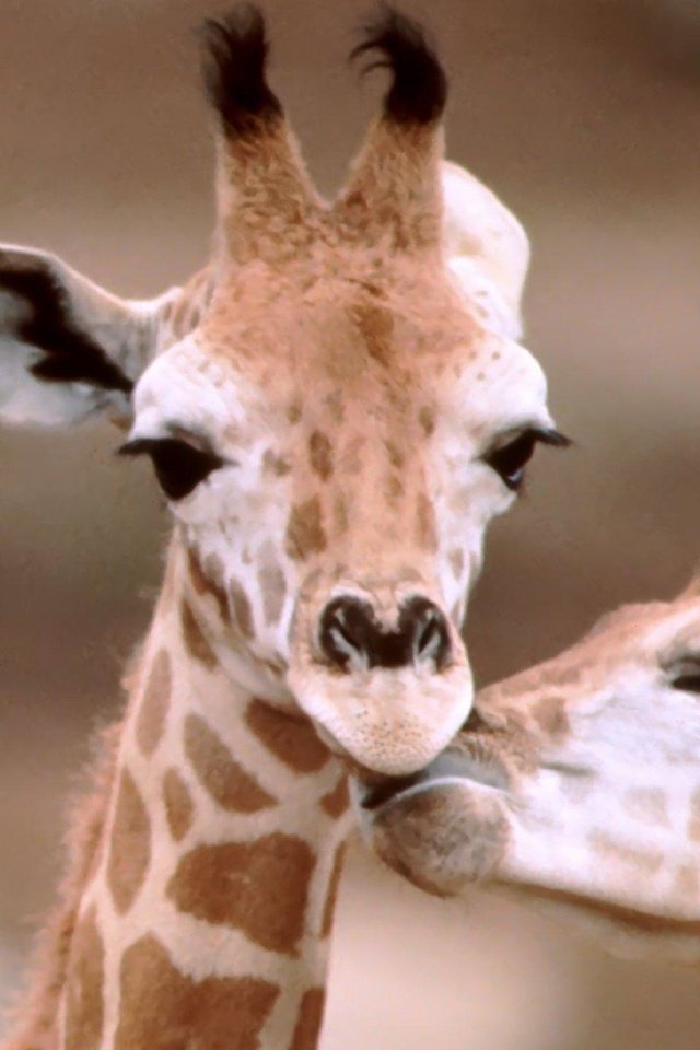 Обои жираф, жирафы, рожки, шея, giraffe, giraffes, horns, neck разрешение 1920x1200 Загрузить