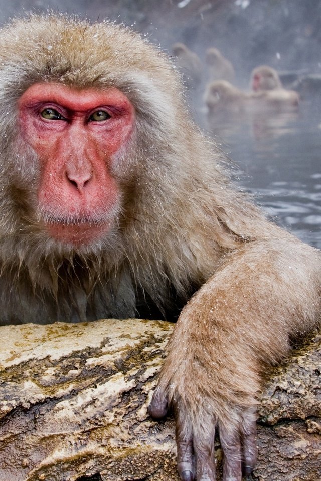 Обои морда, вода, взгляд, макаки, обезьяны, японский макак, face, water, look, macaques, monkey, japanese macaques разрешение 1920x1200 Загрузить