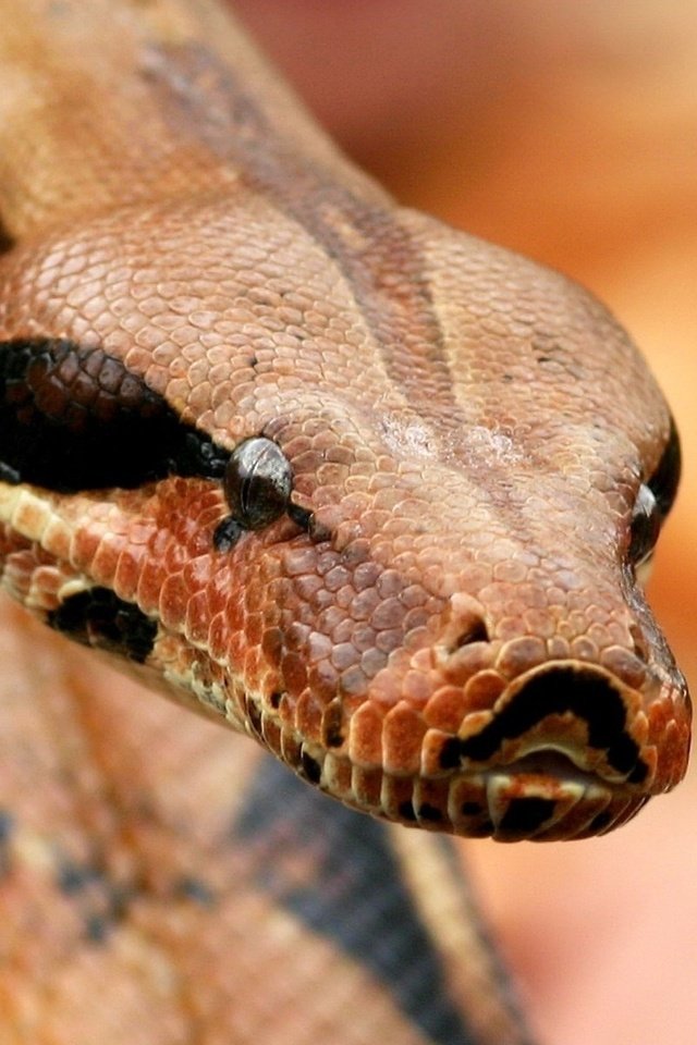 Обои змея, рептилия, боа, удав, пресмыкающиеся, snake, reptile, boa, reptiles разрешение 1920x1200 Загрузить