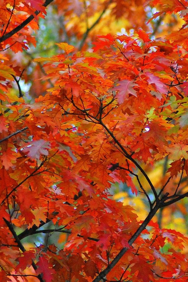 Обои дерево, листья, макро, ветки, осень, клен, кленовый лист, tree, leaves, macro, branches, autumn, maple, maple leaf разрешение 1920x1200 Загрузить