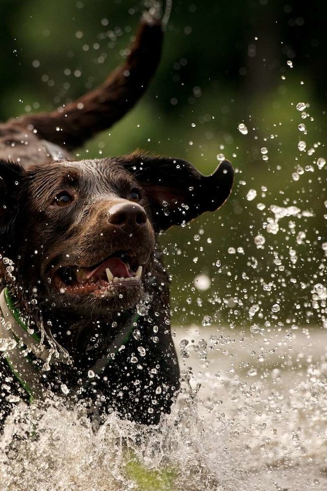 Обои вода, собака, брызги, лабрадор, ретривер, лабрадор ретривер, water, dog, squirt, labrador, retriever, labrador retriever разрешение 1920x1200 Загрузить