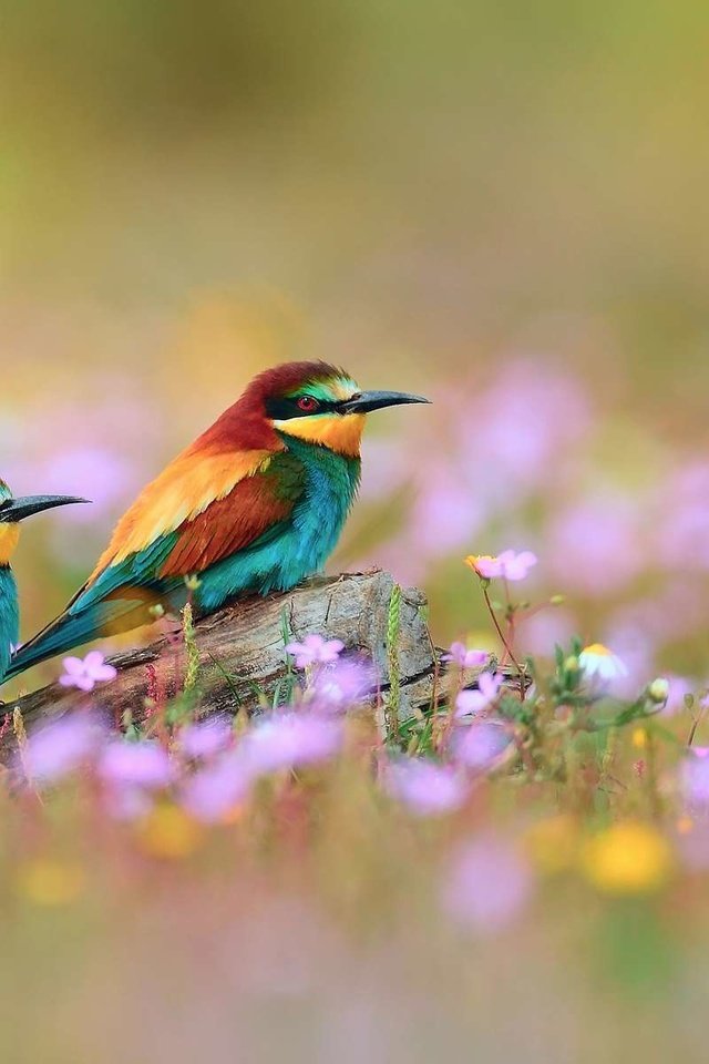 Обои птица, золотистые, щурки, bird, golden, bee-eaters разрешение 1920x1200 Загрузить