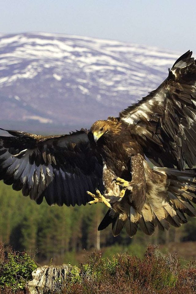 Обои крылья, орел, птица, wings, eagle, bird разрешение 1920x1080 Загрузить