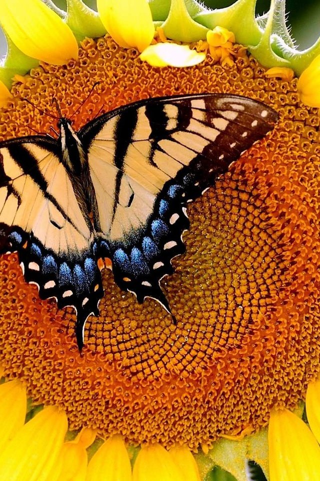 Обои бабочка, подсолнух, butterfly, sunflower разрешение 1920x1200 Загрузить