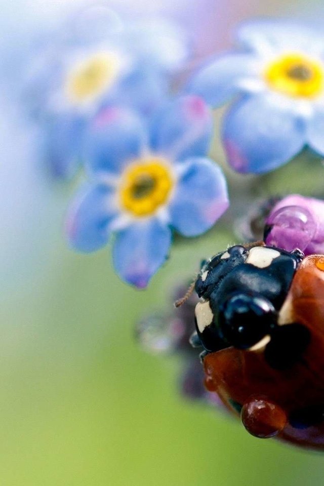 Обои жук, цветок, капли, насекомые, божья коровка, незабудка, beetle, flower, drops, insects, ladybug, forget-me-not разрешение 1920x1200 Загрузить