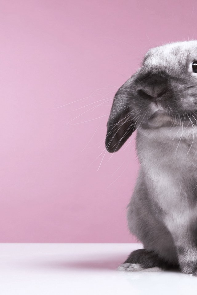 Обои фон, кролик, заяц, background, rabbit, hare разрешение 1920x1200 Загрузить