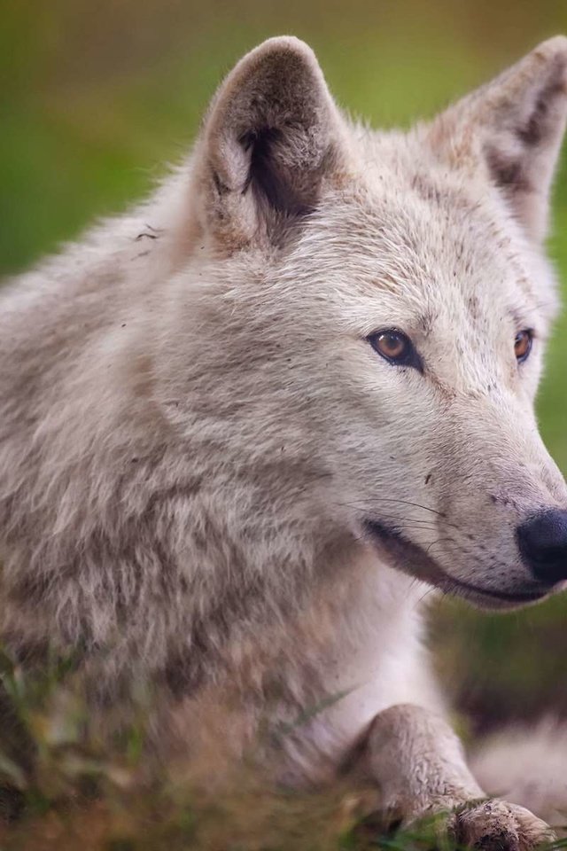 Обои дерево, взгляд, белый, хищник, волк, арктический волк, tree, look, white, predator, wolf, arctic wolf разрешение 1920x1200 Загрузить