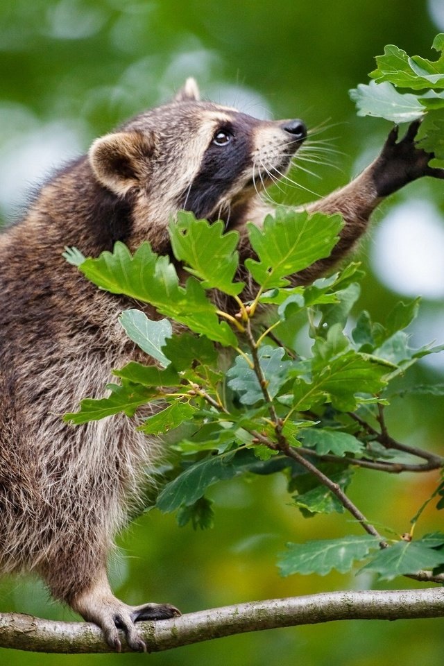 Обои ветка, природа, дерево, листья, животное, енот, дуб, branch, nature, tree, leaves, animal, raccoon, oak разрешение 1920x1280 Загрузить