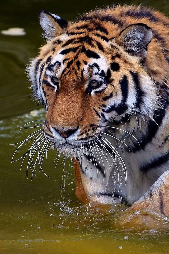 Обои тигр, морда, вода, усы, капли, взгляд, хищник, tiger, face, water, mustache, drops, look, predator разрешение 1920x1200 Загрузить