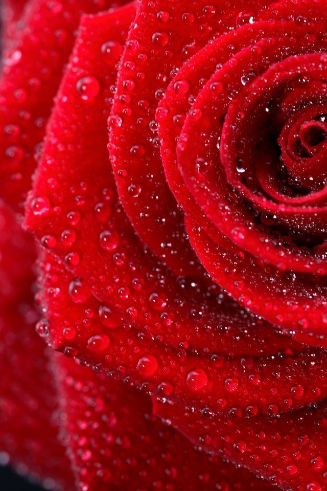 Обои макро, цветок, капли, роза, красная, темный фон, macro, flower, drops, rose, red, the dark background разрешение 1920x1280 Загрузить