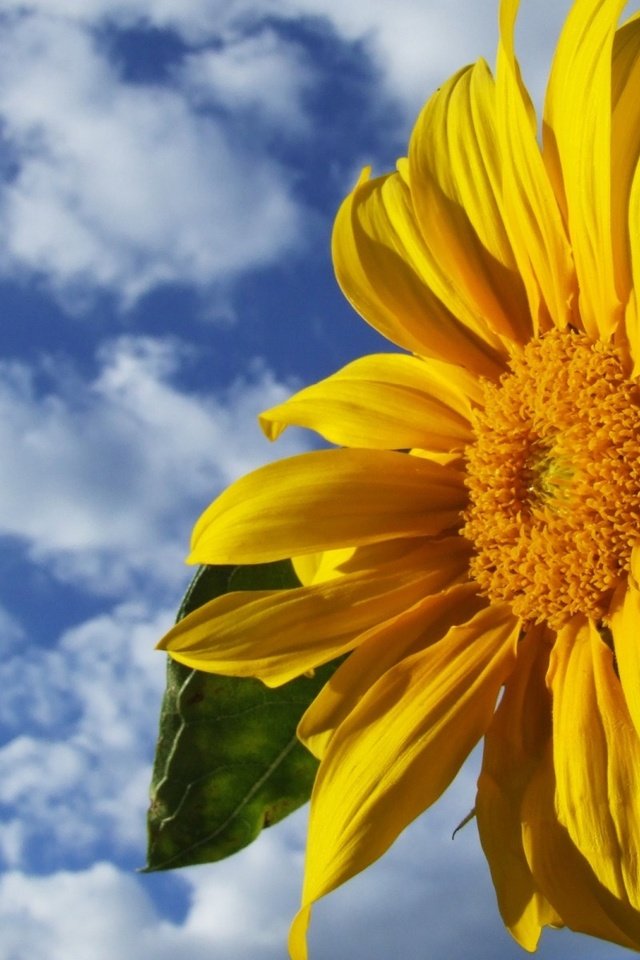 Обои небо, облака, желтый, цветок, подсолнух, the sky, clouds, yellow, flower, sunflower разрешение 1920x1200 Загрузить