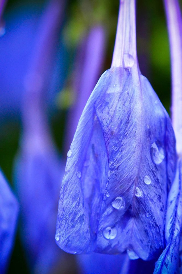 Обои цветы, бутоны, макро, капли, лепестки, дождь, синие, flowers, buds, macro, drops, petals, rain, blue разрешение 1920x1200 Загрузить
