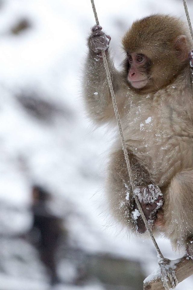 Обои обезьяна, качели, обезьянка, снежная, японская макака, monkey, swing, snow, japanese macaque разрешение 1920x1200 Загрузить