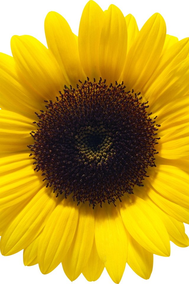 Обои цветок, лепестки, подсолнух, белый фон, flower, petals, sunflower, white background разрешение 2649x2648 Загрузить