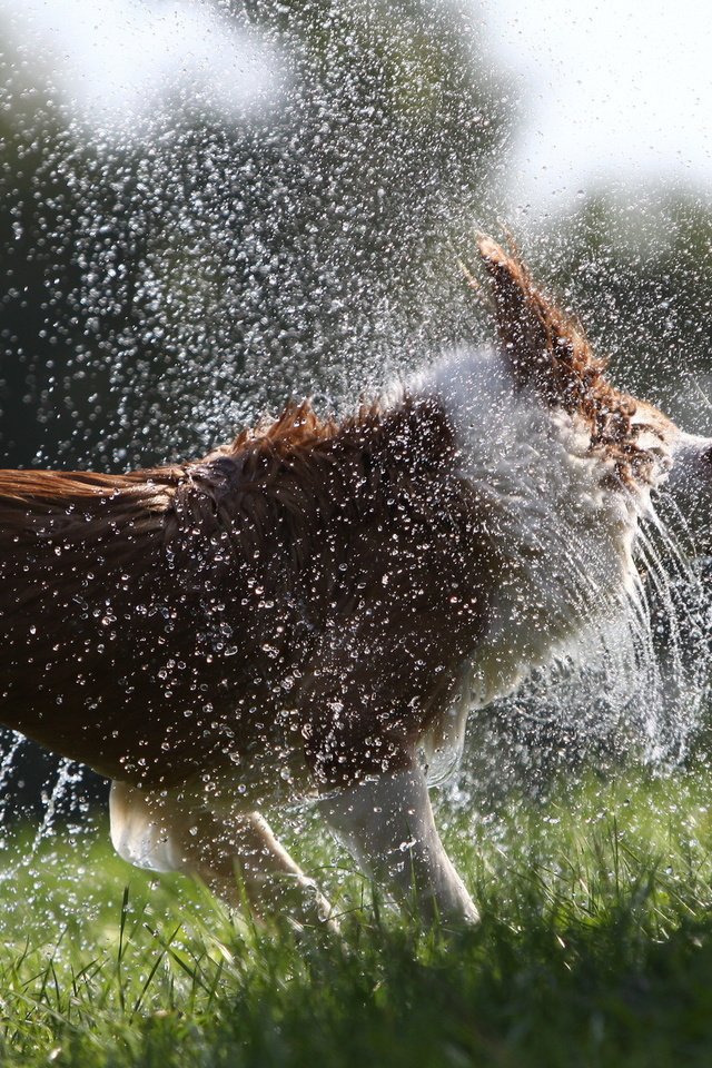 Обои трава, собака, брызги, пес, мокрый, grass, dog, squirt, wet разрешение 1920x1280 Загрузить