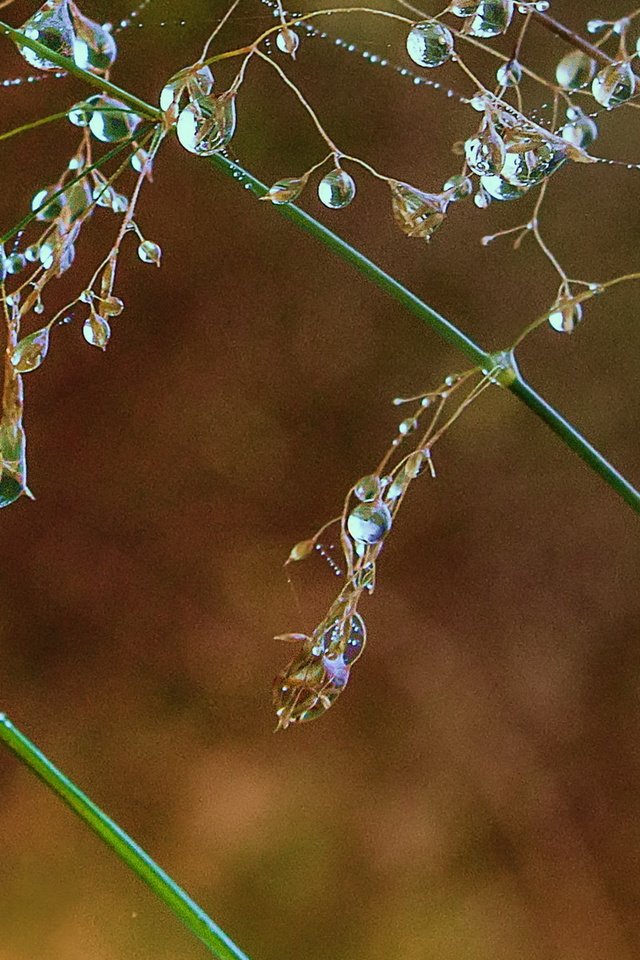 Обои трава, природа, макро, роса, капли, grass, nature, macro, rosa, drops разрешение 1920x1200 Загрузить