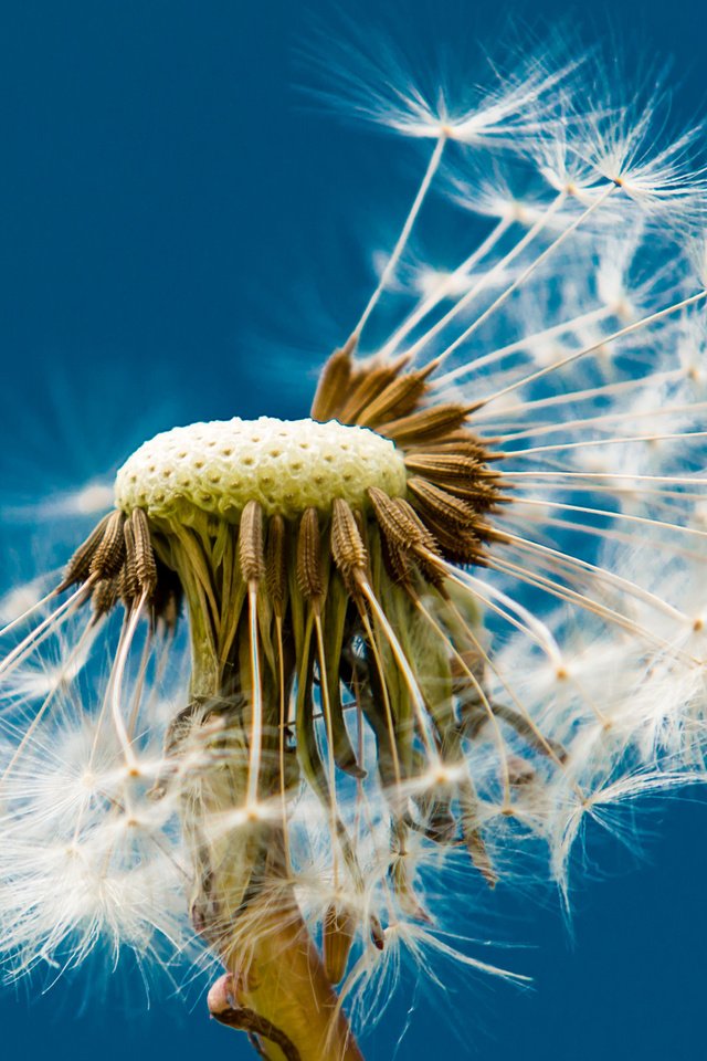 Обои макро, фон, цветок, одуванчик, пушинки, macro, background, flower, dandelion, fuzzes разрешение 2560x1600 Загрузить