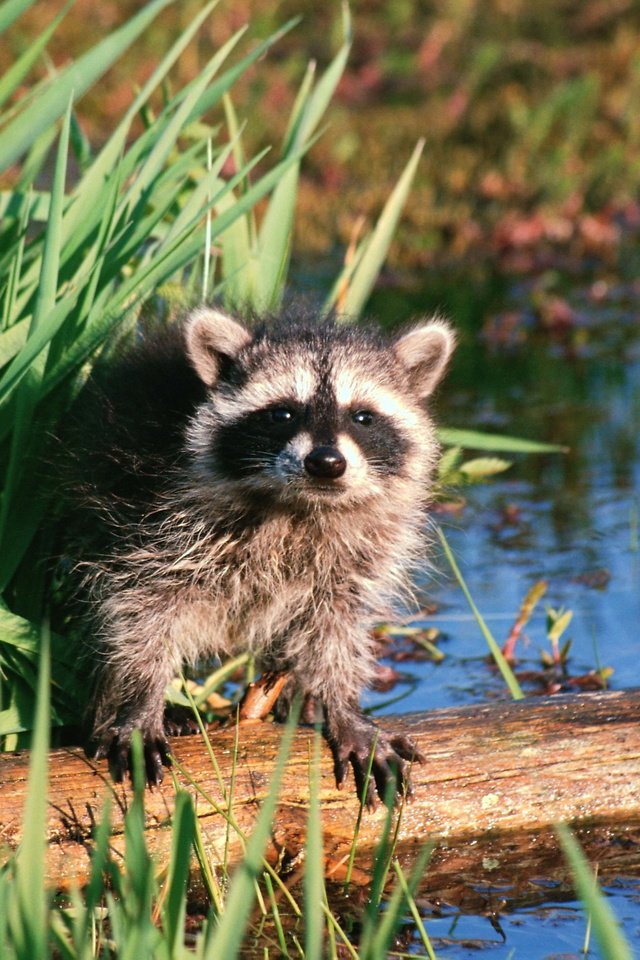 Обои вода, животные, зверек, бревно, енот, осока, енот-полоскун, water, animals, animal, log, raccoon, sedge разрешение 3072x2048 Загрузить