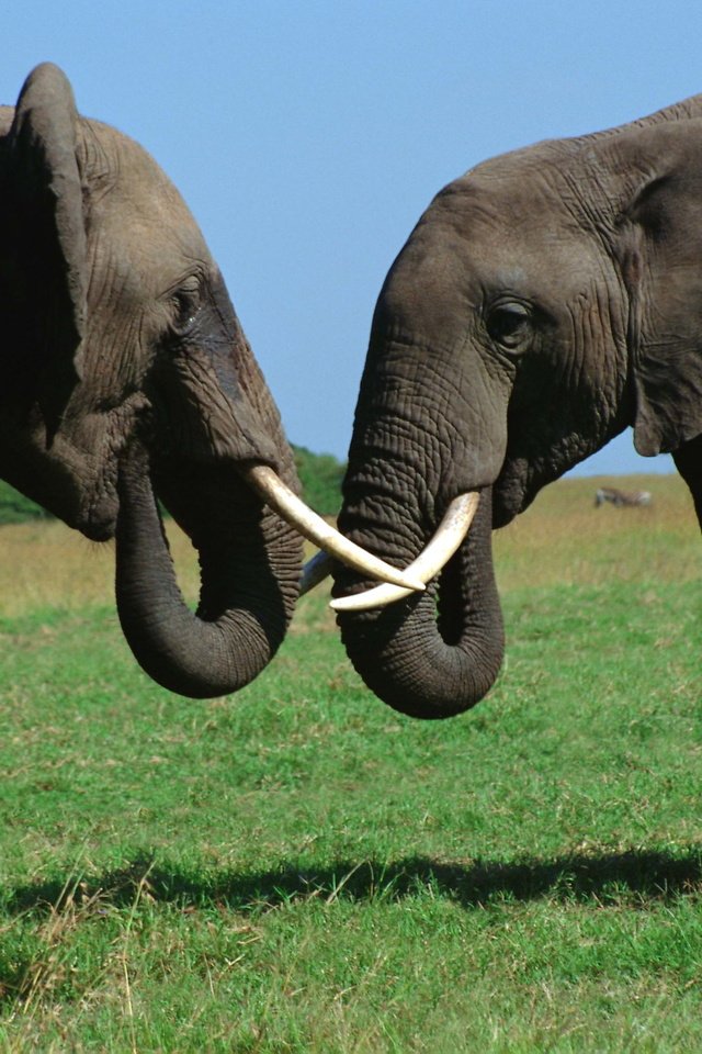 Обои трава, слоны, бивни, хоботы, grass, elephants, tusks, trunks разрешение 3072x2048 Загрузить